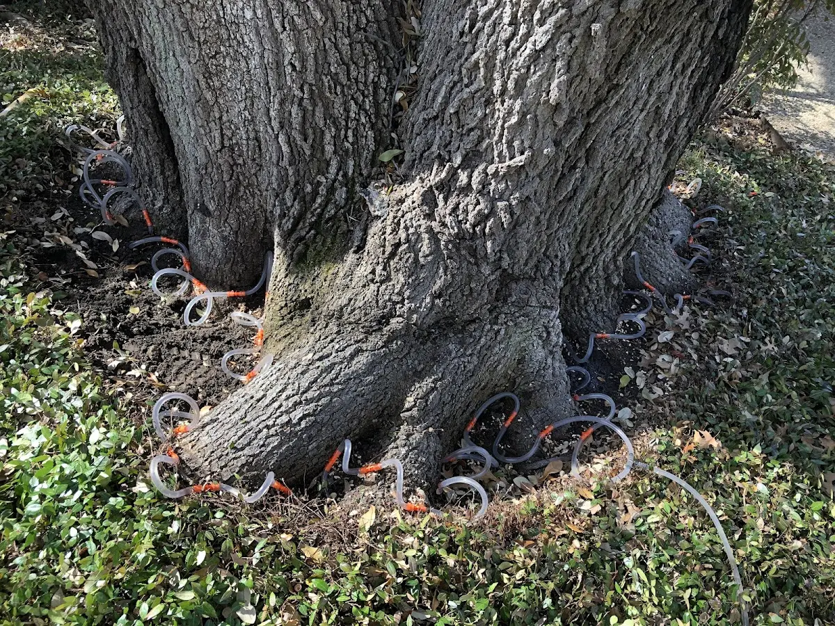 Detailed Tree Cabling and Bracing job site in Kleinfeltersville