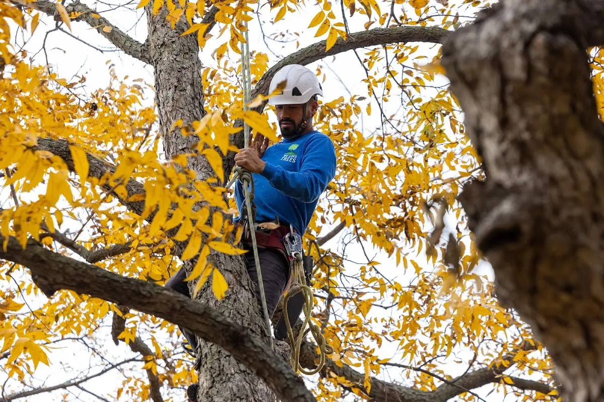 Skilled Tree Pruning crew working in Kleinfeltersville